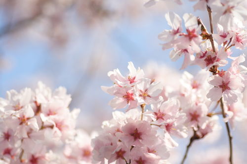 さくらんぼでも桜の葉の香りは出る 海外で桜の葉の塩漬けに挑戦 よもとフランス雑記